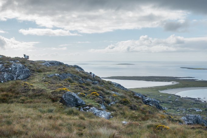 Wandern in Connemara Errisberg Schafe