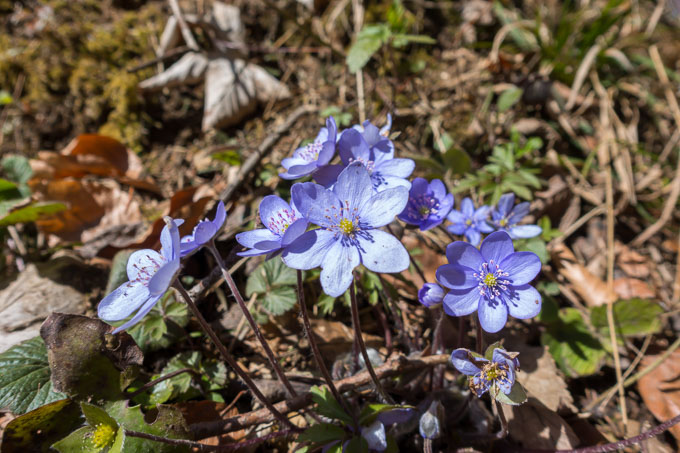 Frühlingsboten am Wolfgangsee