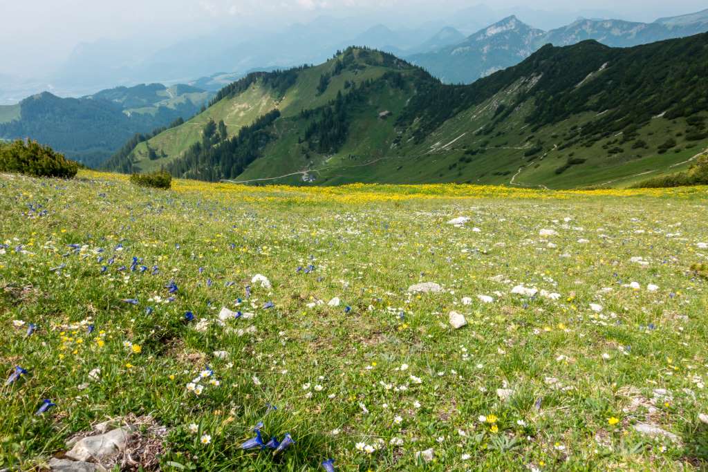 Blumenmeer am Geigelstein