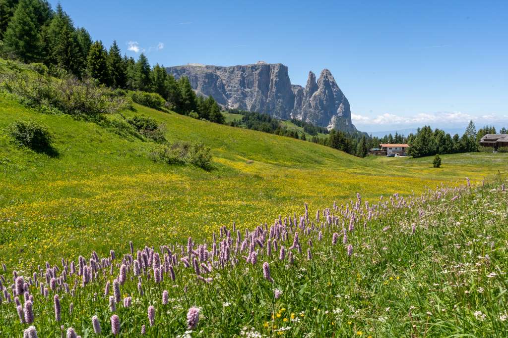 Blütenmeer Seiser Alm im Juni