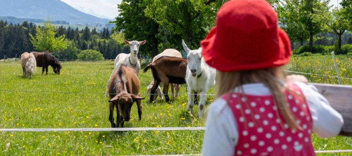 Unsere Ziegenwanderung mit Kindern im Chiemgau: Ein tierisches Abenteuer für die ganze Familie.