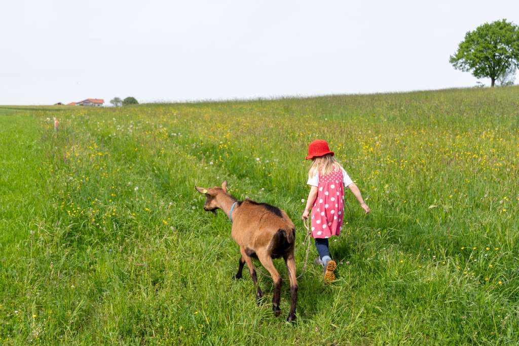 Wandern im Chiemgau mit Ziegen