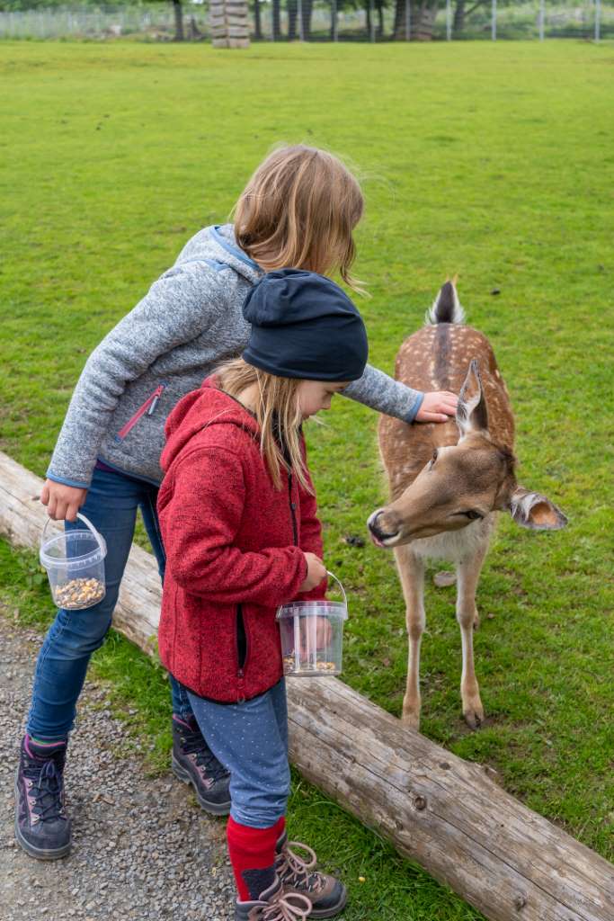 Ausflugsziele im Westerwald für Familien Wildpark Bad Marienberg