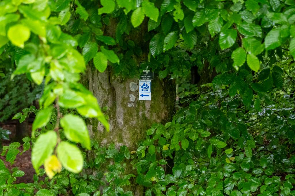 Wandern rund um Hachenburg Löwenspur