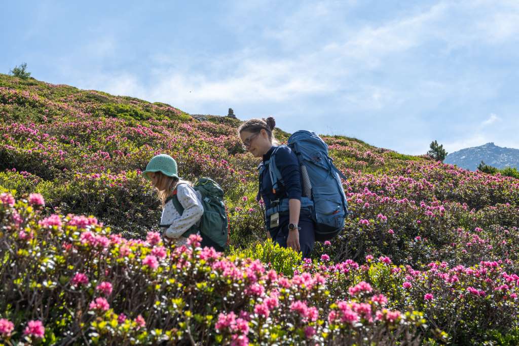 Die Alpenrosen blühen Tuxer Alpen