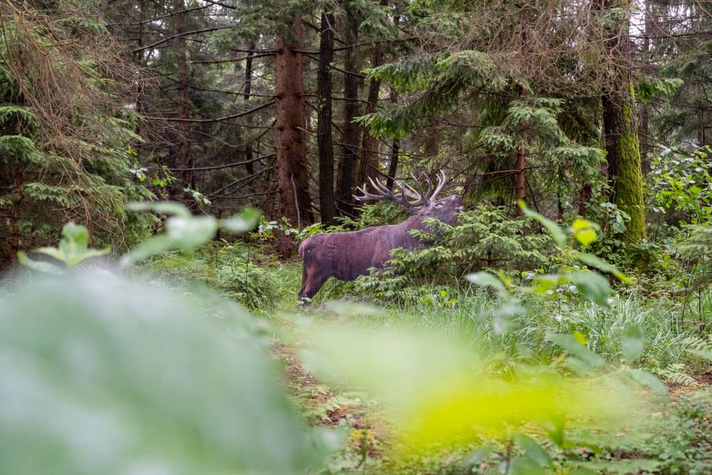 Waldtierweg Rottau