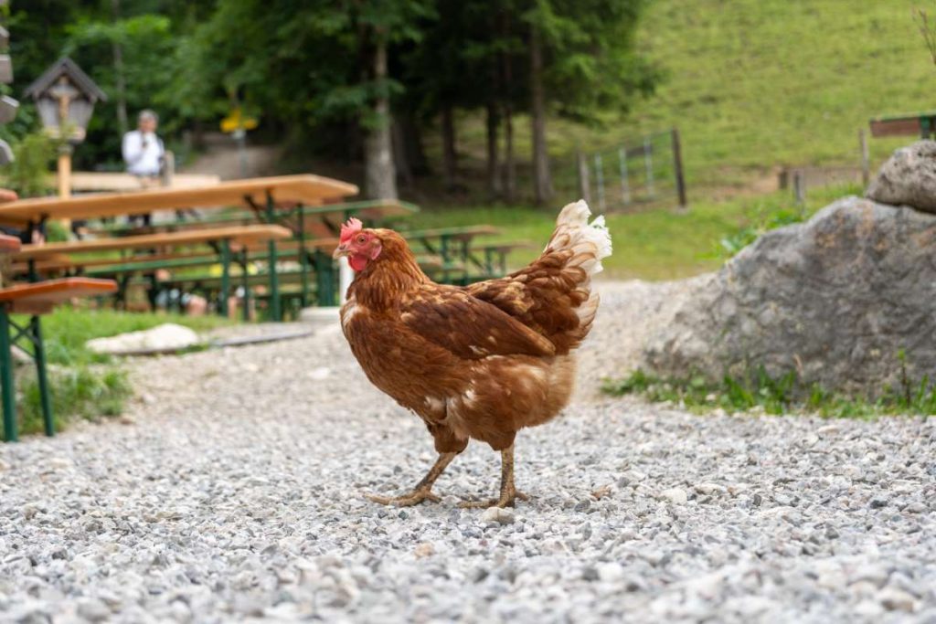 Zur Hefteralm und Rachlalm wandern I Wandertipp im Chiemgau für Familien