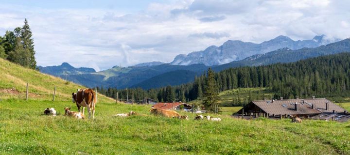 Reit im Winkl für Familien: Ein Sommer-Wochenende in den Chiemgauer Alpen